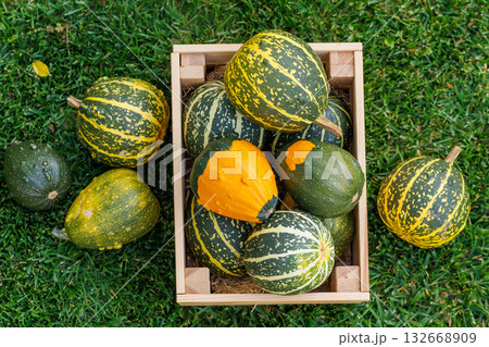 Various pumpkins in a wooden box on sunny green grass, autumn harvest scene Various pumpkins in a wooden box on sunny green grass, autumn harvest scene 132668909