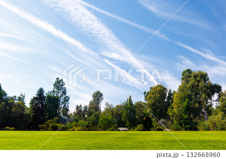 A vast green grass meadow stretching towards the horizon with a trees 132668960