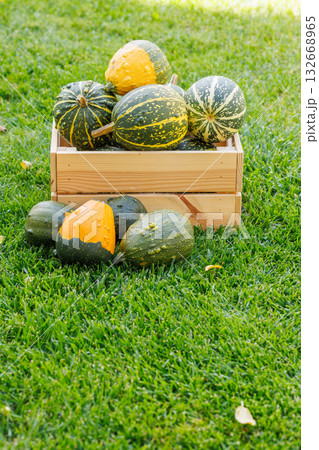 Various pumpkins in a wooden box on sunny green grass, autumn harvest scene 132668965
