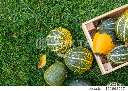 Various pumpkins in a wooden box on sunny green...の写真素材 [132668967] - PIXTA