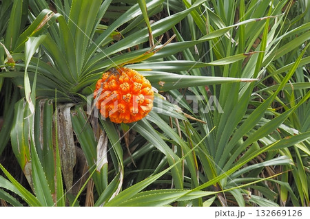 アダンの赤い実　沖縄の風景 132669126