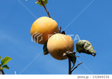 木になっている百目柿 132669158