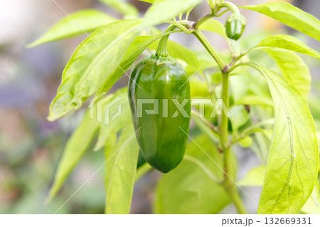 実ったピーマン 132669331