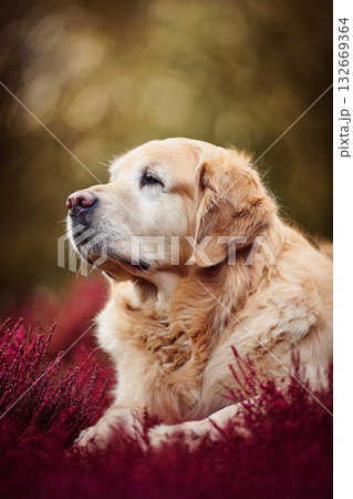 赤い草むらで静かにたたずむシニア犬の横顔 132669364