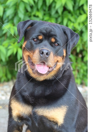 Rottweiler dog breed in summer smiling Rottweiler dog breed in summer smiling 132669478