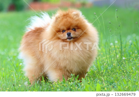 Very cute pomeranian dog breed 132669479