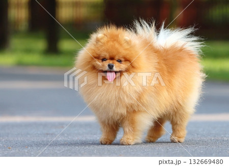 Very cute pomeranian dog breed Very cute pomeranian dog breed 132669480