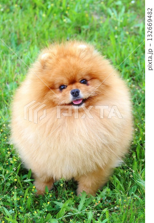 Very cute pomeranian dog breed 132669482