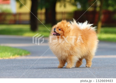 Very cute pomeranian dog breed Very cute pomeranian dog breed 132669483