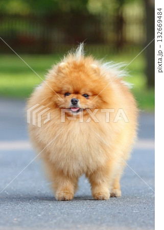 Very cute pomeranian dog breed 132669484