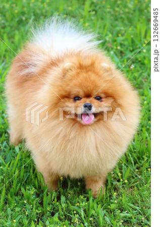 Very cute pomeranian dog breed Very cute pomeranian dog breed 132669485