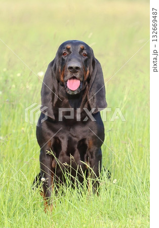 Very rare black and tan coonhound Very rare black and tan coonhound 132669487