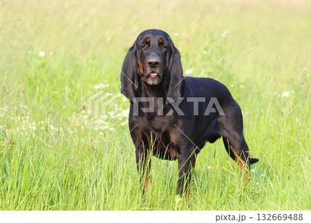 Very rare black and tan coonhound Very rare black and tan coonhound 132669488