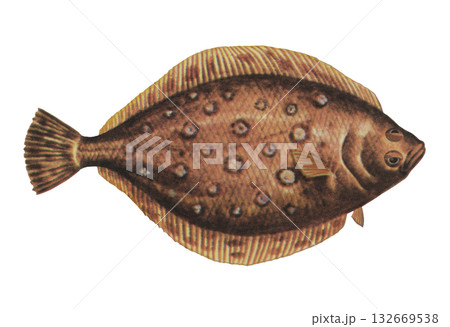 カレイのイラスト 132669538