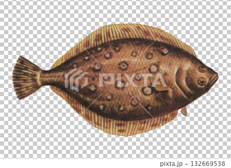 カレイのイラスト 132669538