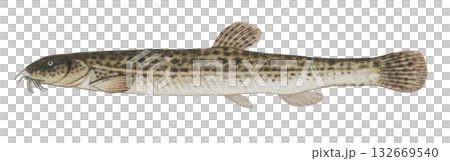 ドジョウのイラスト 132669540