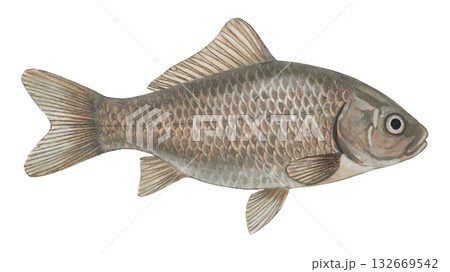 フナのイラスト フナのイラスト 132669542