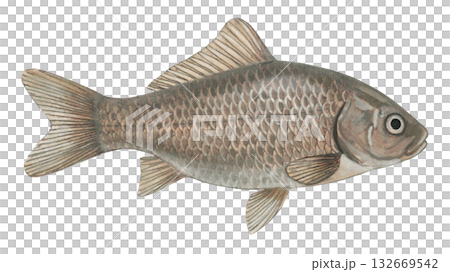 フナのイラスト フナのイラスト 132669542