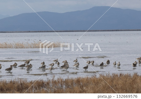 干潟に群れるダイシャクシギ 132669576
