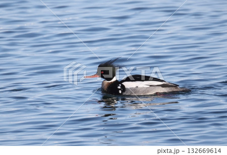 ウミアイサのオス 132669614