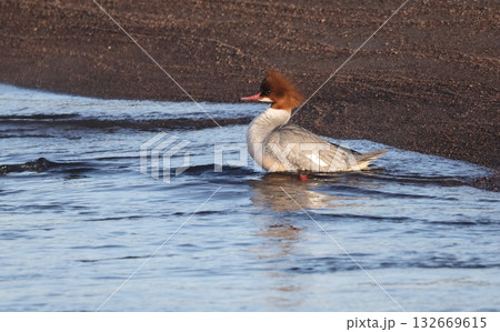浅瀬に上がったカワアイサのメス 132669615