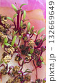 Microgreens. Growing Beets at Home. Three-Week Beet Sprouts. Instructions. 132669649