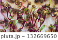 Microgreens. Growing Beets at Home. Three-Week Beet Sprouts. Instructions. 132669650