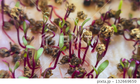 Microgreens. Growing Beets at Home. Three-Week Beet Sprouts. Instructions. Microgreens. Growing Beets at Home. Three-Week Beet Sprouts. Instructions. 132669650