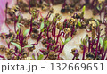 Microgreens. Growing Beets at Home. Three-Week Beet Sprouts. Instructions. 132669651
