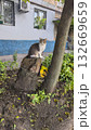 A gray fluffy domestic cat with yellow-green eyes sits near the house. 132669659