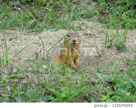 A brown Buryat ground squirrel, or marmot, stands in a green field and looks around cautiously. 132670093