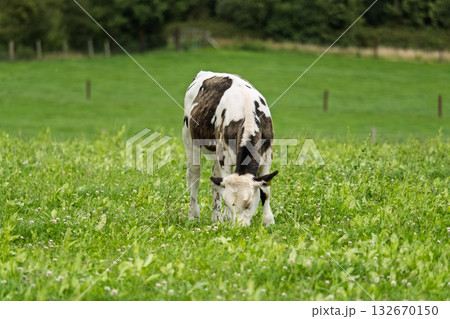 Cow grazing in a lush green meadow on farmland in scenic West Cork, Ireland, with a forest backdrop. Cow grazing in a lush green meadow on farmland in scenic West Cork, Ireland, with a forest backdrop. 132670150
