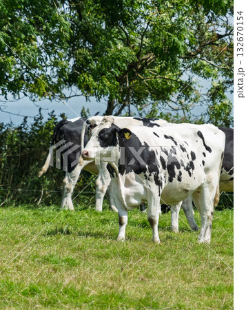 There are several black and white cows grazing in a grassy field. The land is near the ocean in West Cork, Ireland. Trees are in the background. There are several black and white cows grazing in a grassy field. The land is near the ocean in West Cork, Ireland. Trees are in the background. 132670154
