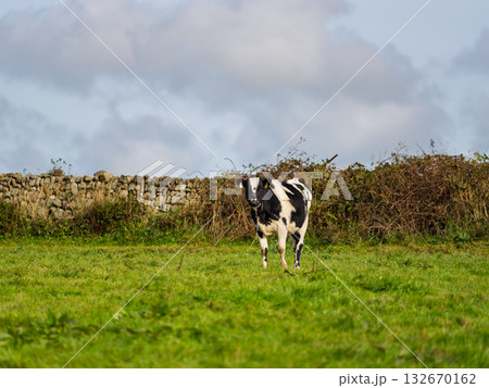 A black and white cow stands in a lush green field in rural West Cork. A traditional stone wall and vegetation form a backdrop against a partly cloudy sky. A black and white cow stands in a lush green field in rural West Cork. A traditional stone wall and vegetation form a backdrop against a partly cloudy sky. 132670162