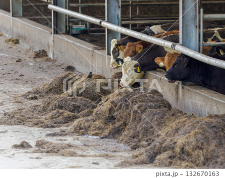 Cows are crammed in the farm pen feeding at a trough. This is an inside look at feeding time in the barn. Cows are crammed in the farm pen feeding at a trough. This is an inside look at feeding time in the barn. 132670163