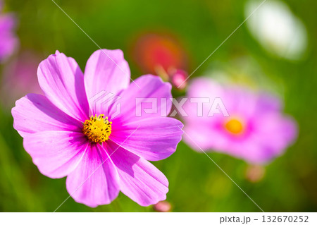 コスモス 132670252