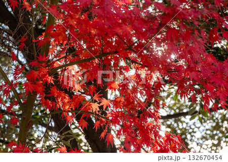 紅葉した木々と光 紅葉した木々と光 132670454