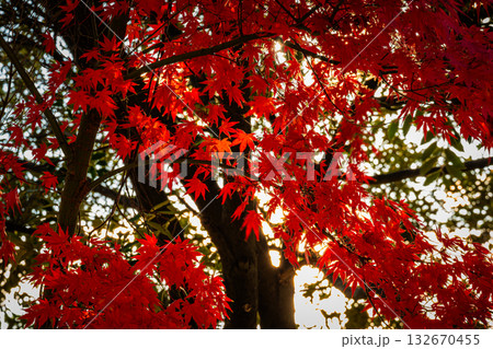 紅葉が彩る秋の風景 132670455