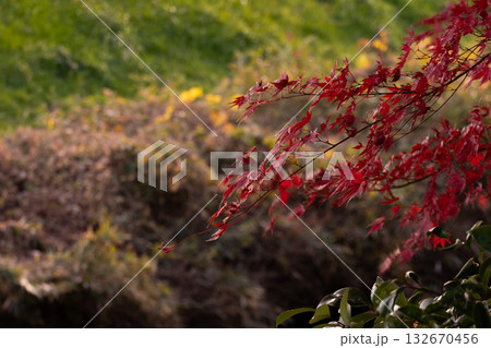 紅葉の枝と秋の背景 132670456