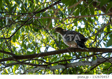 枝にとまる鳥 132670457
