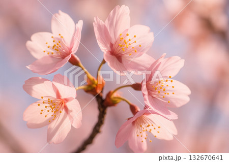 Delicate Cherry Blossoms In Soft Spring Light 132670641