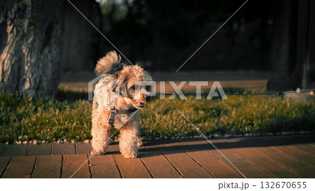 Small Dog Walking in the Evening Sunlight Small Dog Walking in the Evening Sunlight 132670655