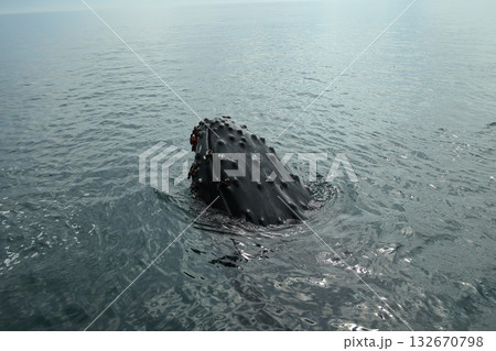 ザトウクジラ 132670798