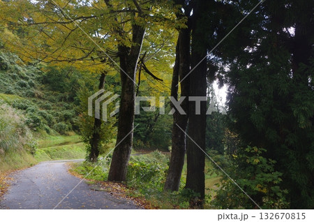紅葉の遊歩道 紅葉の遊歩道 132670815