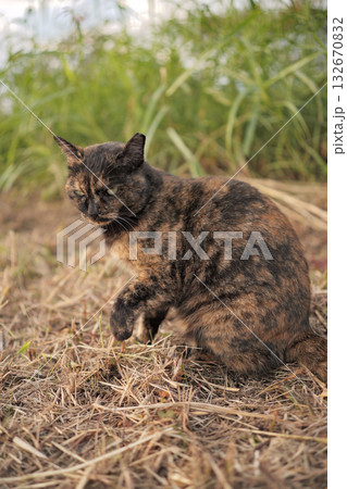 堤防で遊ぶさび猫 堤防で遊ぶさび猫 132670832
