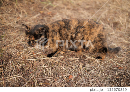 堤防で遊ぶさび猫 堤防で遊ぶさび猫 132670839