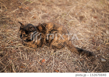 堤防で遊ぶさび猫 132670840