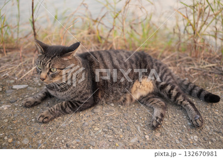 堤防で遊ぶとら猫 堤防で遊ぶとら猫 132670981