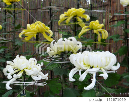 菊花展に出品された黄色と白の大菊 菊花展に出品された黄色と白の大菊 132671069