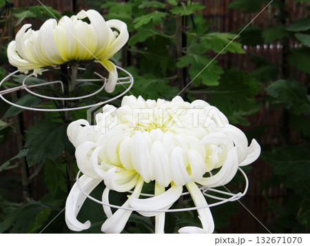 きれいに咲いた白い大菊 きれいに咲いた白い大菊 132671070